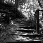 Die Treppe Im Wald