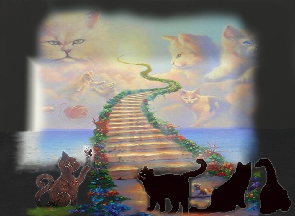 Die Treppe ins Katzenparadies