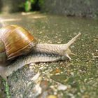 Die Treppenschnecke