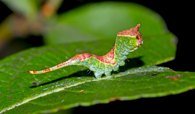 Die treue Raupe vom Kleinen Gabelschwanz ...