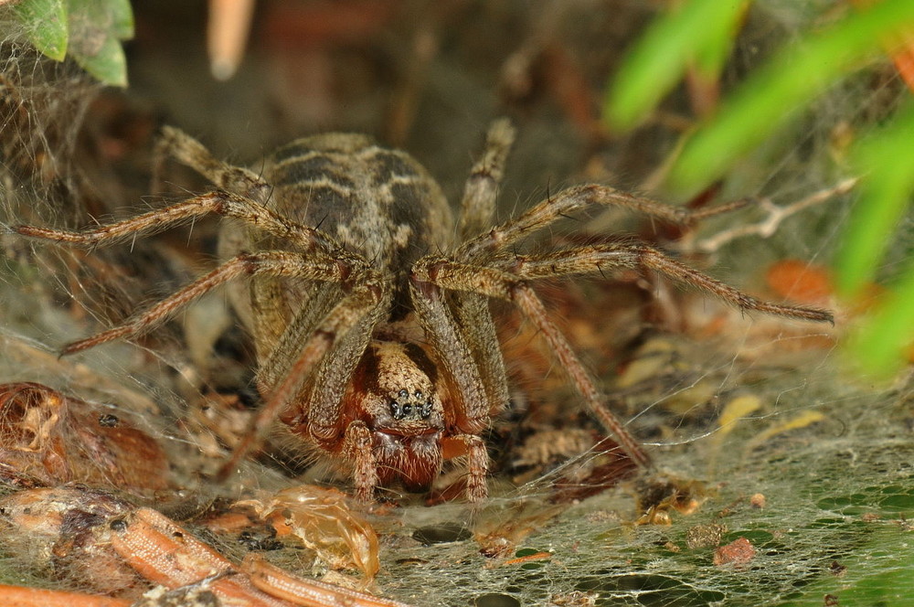 Die Trichterspinnerin (Agelena cf. labyrithica) in Bottrop