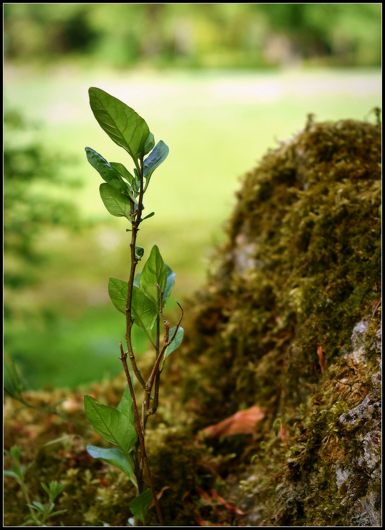 Die Triebkraft der Natur...