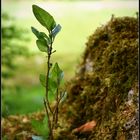 Die Triebkraft der Natur...