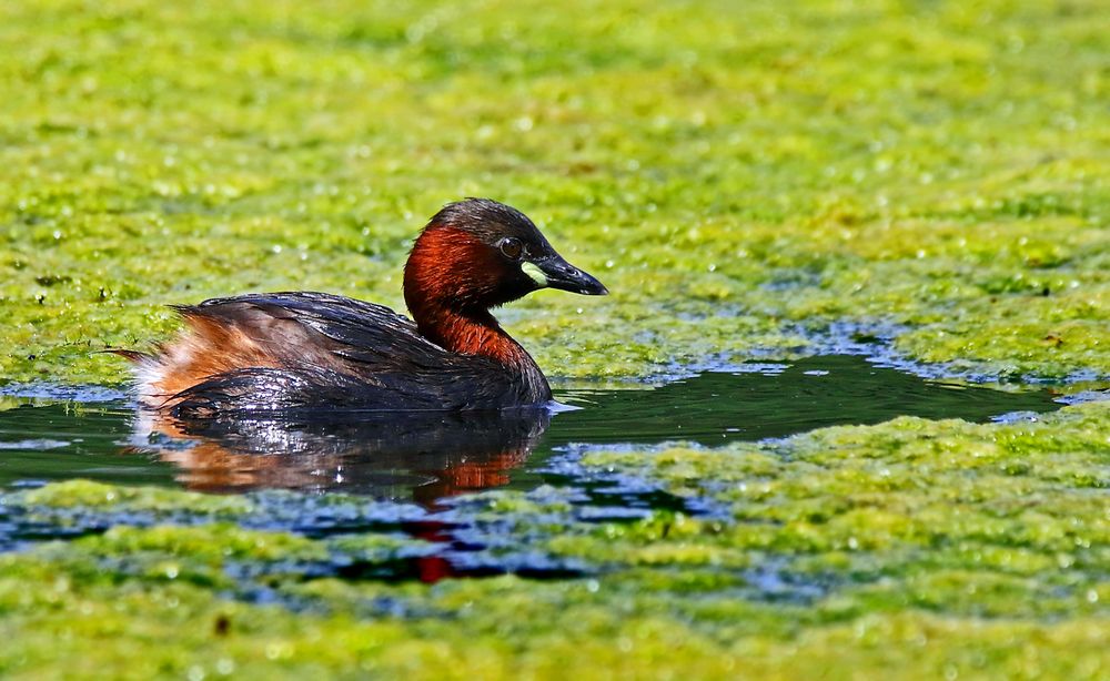 "Die TRILLERPFEIFE im Wasser"