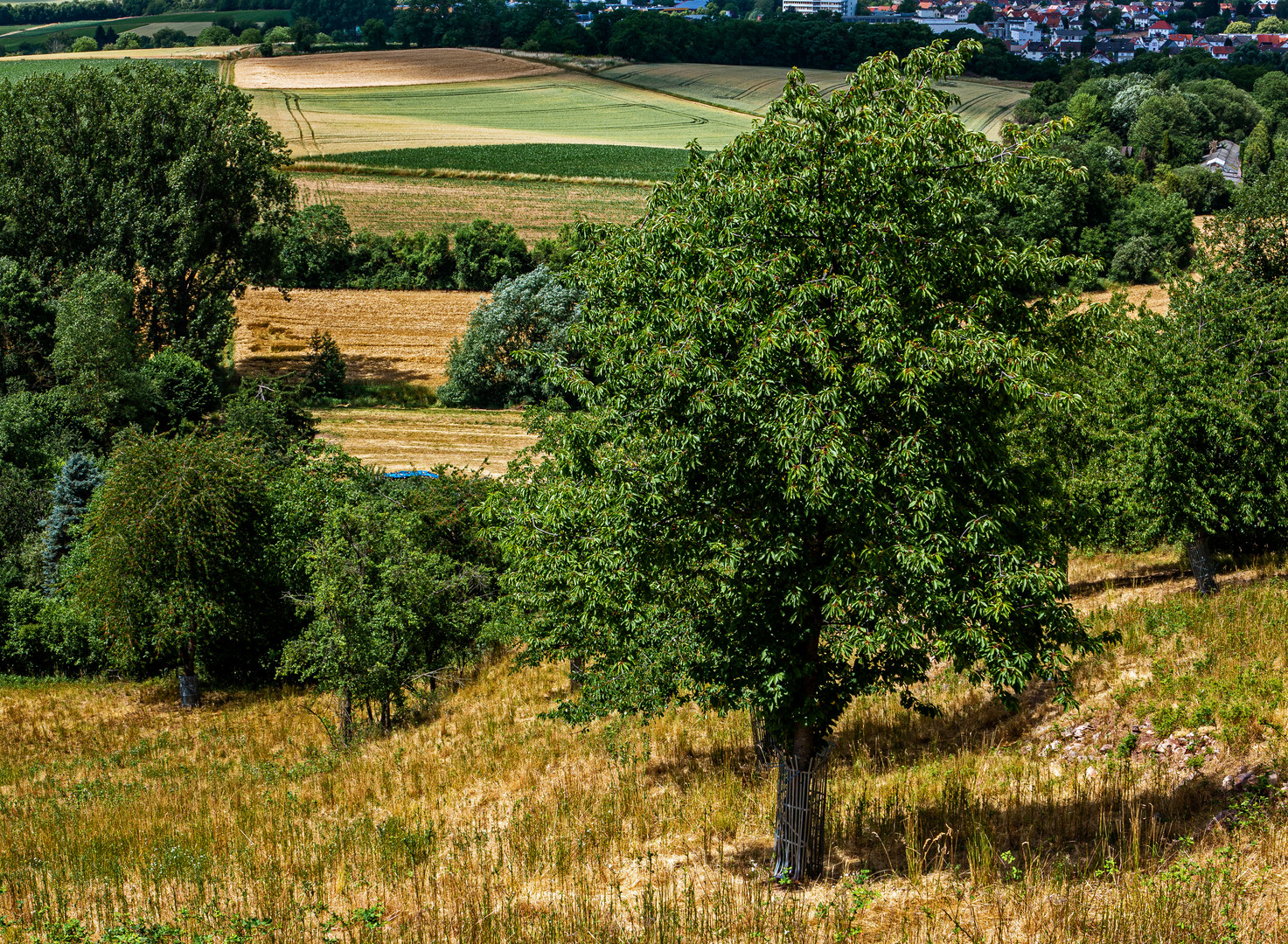 Die Trockenheit