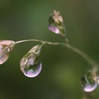 Die Tropfen regen!