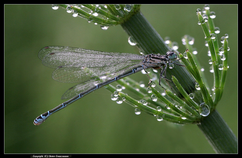 Die Tropfensammlerin ... - The drop collector dragonfly