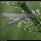 Die Tropfensammlerin ... - The drop collector dragonfly