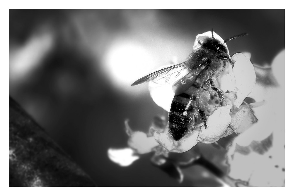 Die tüchtige Biene... by Magnus Baringer 