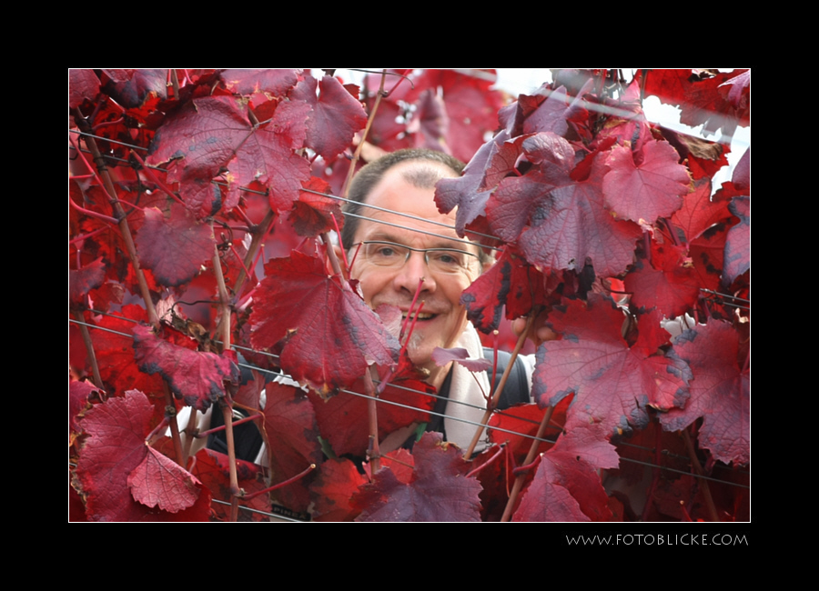 Die Tücken der Weinbergsfotografie im Rudel