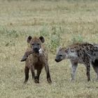 Die Tüpfelhyäne als Ende aller Dinge! Ngorogoro Krater