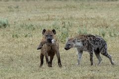 Die Tüpfelhyäne als Ende aller Dinge! Ngorogoro Krater