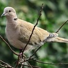 Die Türkentaube (Streptopelia decaocto)