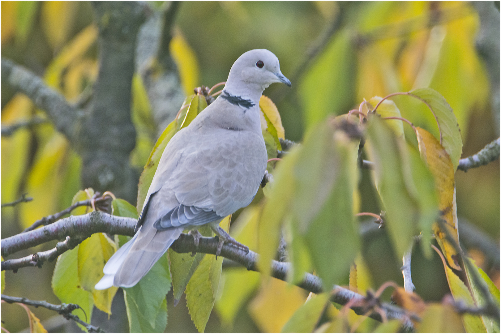 Die Türkentaube (Streptopelia decaocto) . . .