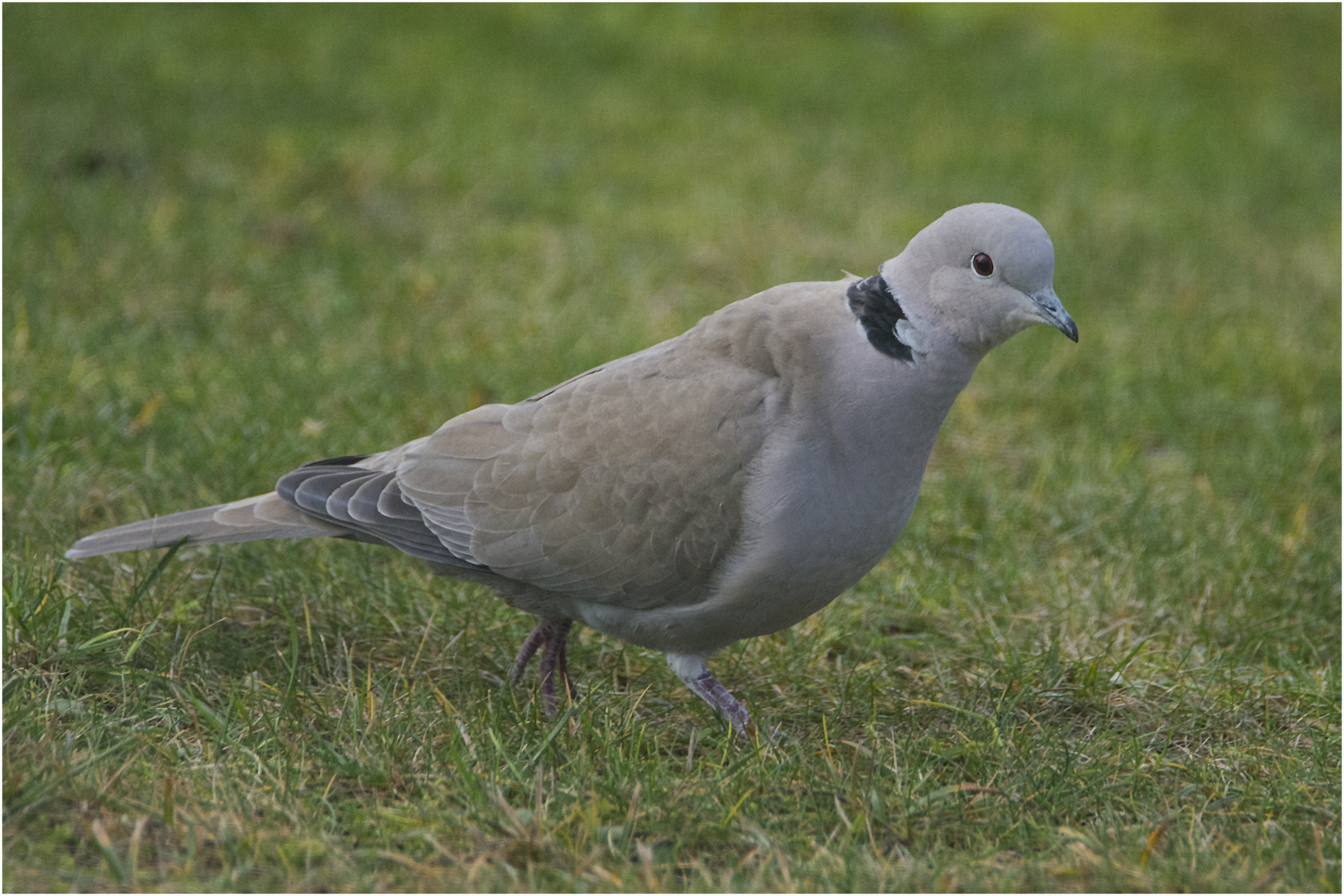 Die Türkentaube  (Streptopelia decaocto) ist im Gegensatz . . .