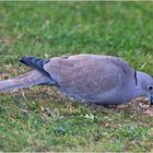 Die Türkentaube (Streptopelia decaocto) ist im Gegensatz . . .