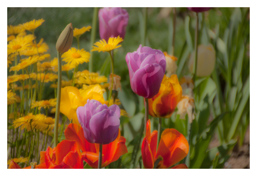 Die Tulipane