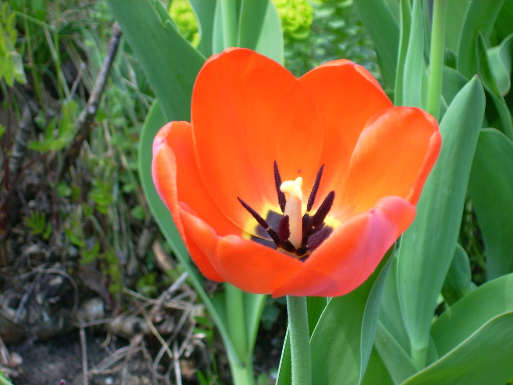 Die Tulpe