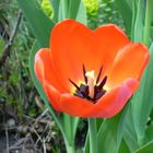 Die Tulpe