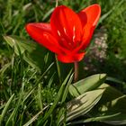 Die Tulpe