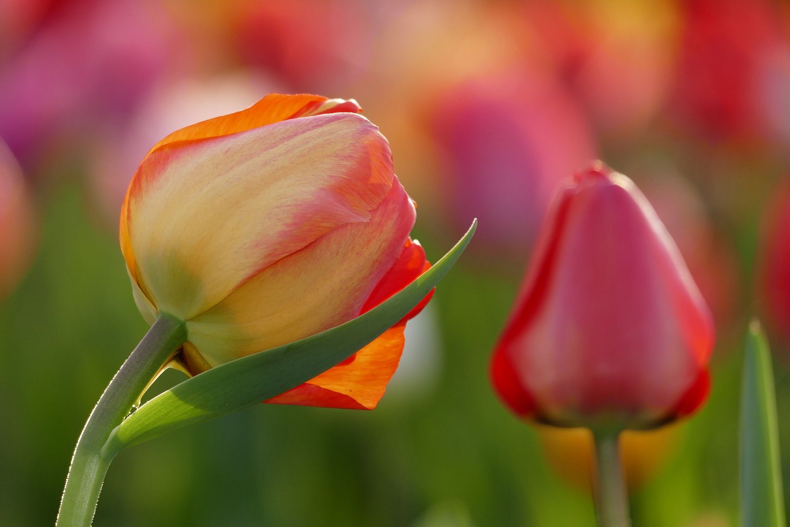 DIE TULPE&hellip; Foto &amp; Bild sonne, tulpen, frühling Bilder auf