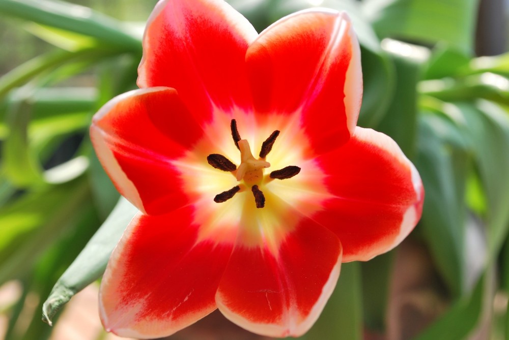 Die Tulpe 1