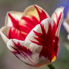 Die Tulpe