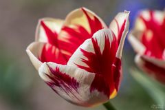 Die Tulpe