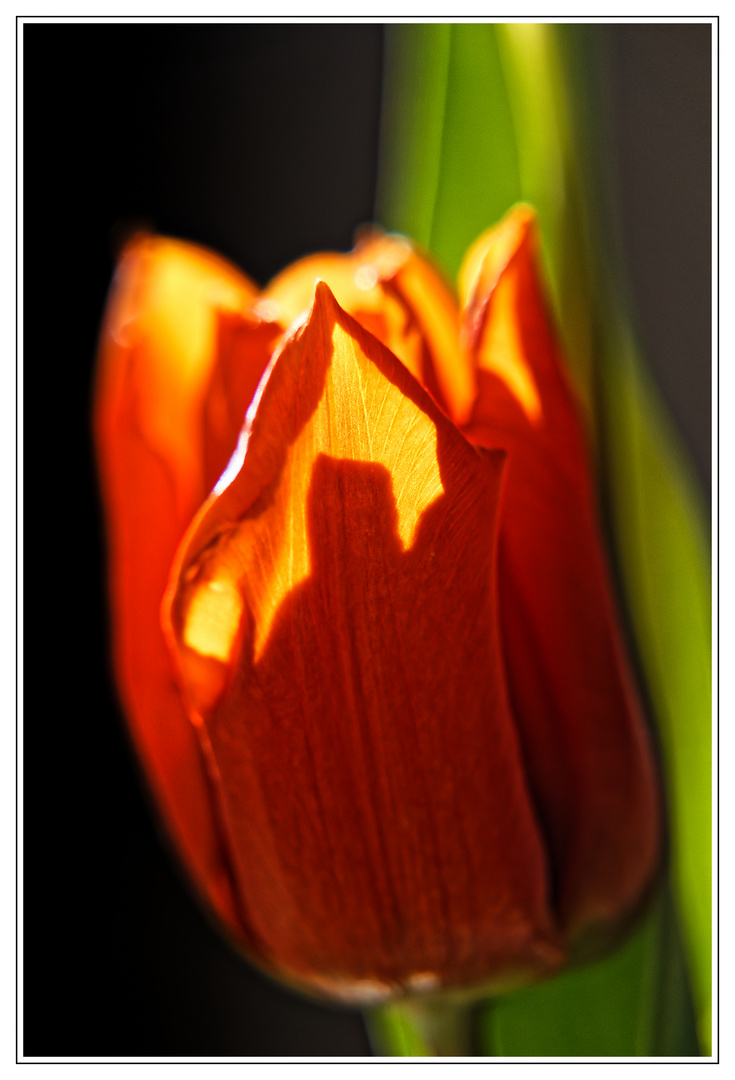 Die Tulpe ...