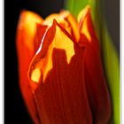 Die Tulpe ...