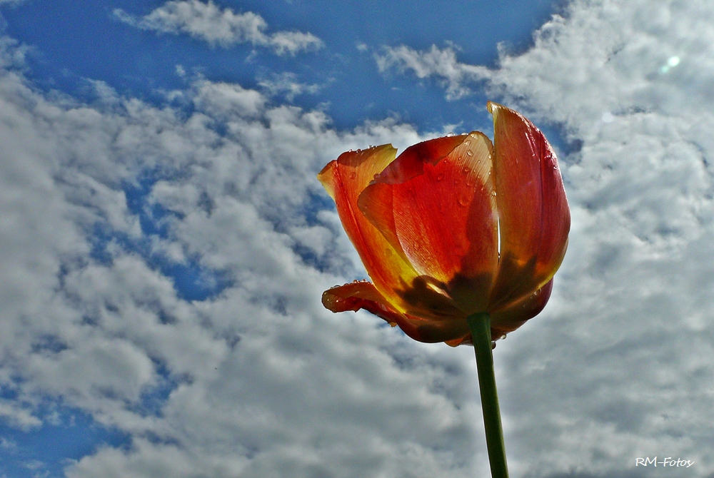 die Tulpe