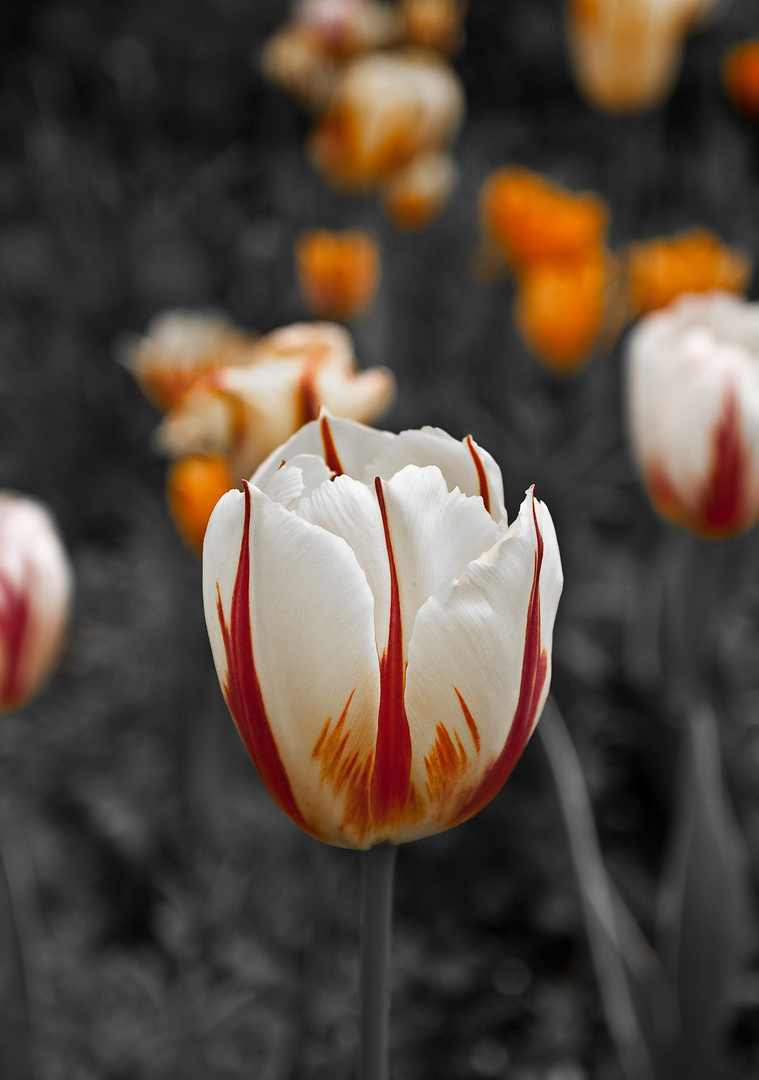 Die Tulpe..