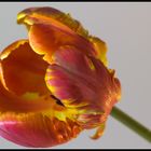 Die Tulpe