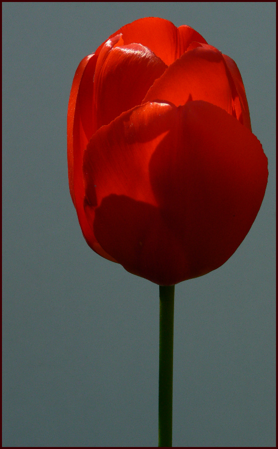 Die Tulpe