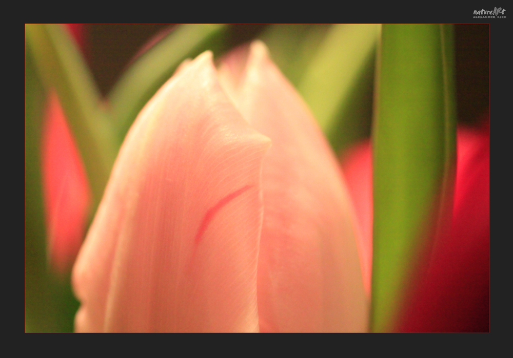 -Die Tulpe-