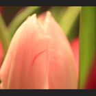 -Die Tulpe-