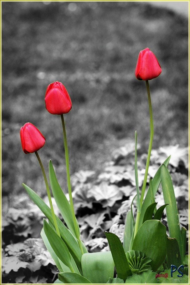 Die Tulpe