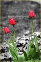 Die Tulpe