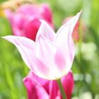 Die Tulpe