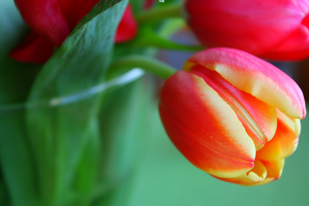 die Tulpe