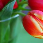 die Tulpe