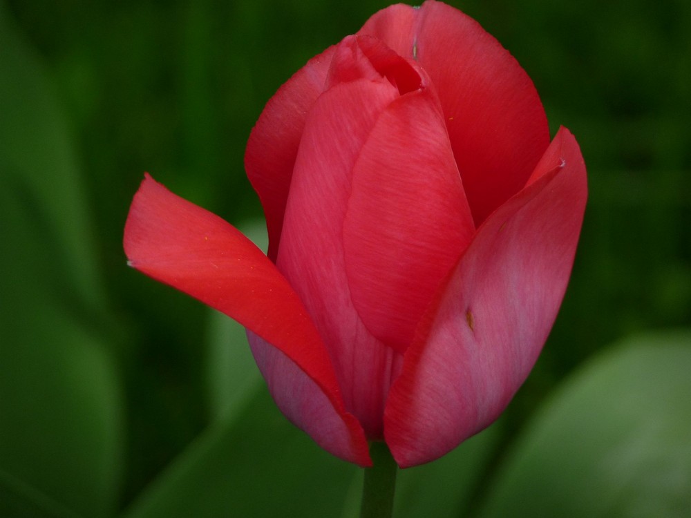 Die Tulpe