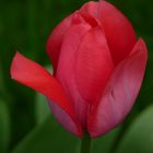 Die Tulpe
