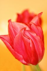 Die Tulpe