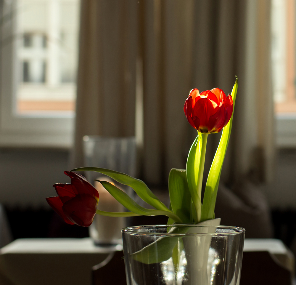 Die Tulpe