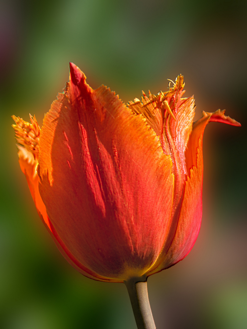 Die Tulpe