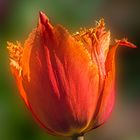 Die Tulpe