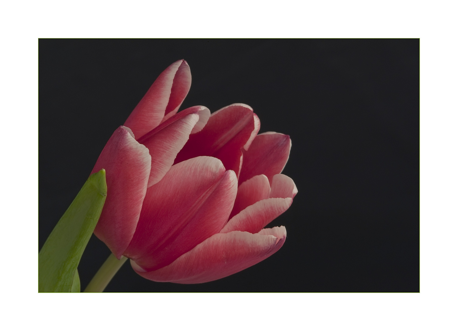 Die Tulpe