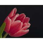 Die Tulpe