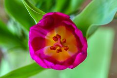 Die Tulpe